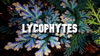 Les Lycophytes [upl. by Nagiam]