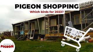 Time to Buy Racing Pigeons  2023 YB Team Ep 56 [upl. by Harrat283]