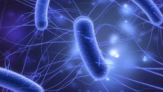 ESCHERICHIA COLI  MICROBIOLOGY [upl. by Eadie]