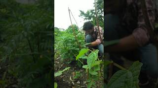 cowpea plants is growing nature plantscare cowpea farming shorts [upl. by Aikcir]