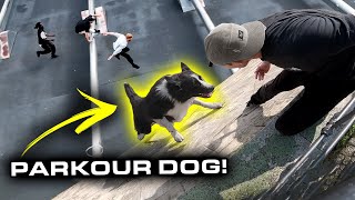 PARKOUR DOG is BETTER THAN YOU 🇩🇪 [upl. by Einwahr15]