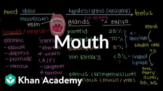 Mouth  Gastrointestinal system physiology  NCLEXRN  Khan Academy [upl. by Asiela]