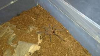 Thrixopelma lagunas Blue bird eater feeding and update [upl. by Trevorr]