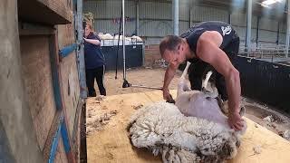 SHEEP SHEARING STRONG CHEVIOT MULES  how to shear sheep [upl. by Shirlene892]