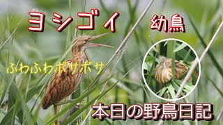 本日の野鳥日記 ふわふわのヨシゴイ幼鳥 [upl. by Axe841]