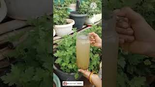 Liquid fertilizer for chamanthi plants youtubeshorts shorts [upl. by Elaweda]