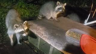 Raccoon quotMamaquot amp Two Babies Just another Day to Eat amp Relax [upl. by Sanjiv]