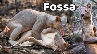 Amazing wild animal “FOSSA” you should see fossa animals wildlife facts [upl. by Camroc]