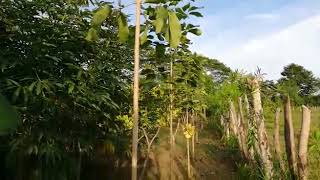 El Roble Tabebuia rosea y sus usos [upl. by Greenwell]