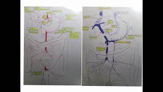 ANATOMIA  LEZIONE 40  APPARATO CARDIOVASCOLARE  SISTEMA DELLA VENA PORTA [upl. by Sinoda]