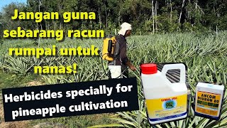 Meracun Rumpai Dalam Tanaman Nanas MD2  Herbicides Specially for MD2 Pineapple Crops Eng Sub [upl. by Uhthna]