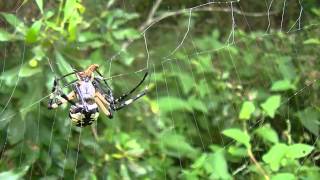 Garden Spiders Attacking Prey Compilation 2 [upl. by Kalinda]