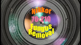 Lens repair  Nikon 70210mm  fungus cleaning [upl. by Noied]