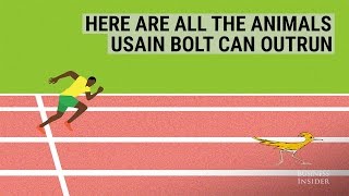 Here are all the animals Usain Bolt can outrun [upl. by Gnav]