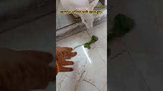 Rabbit 🐇🐰 खरगोश धनिया पत्ती खा रहा है। ytshorts rabbit shorts viralvideo YadavVlog94184 [upl. by Georgianne]