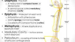 Osseous Tissue Chapter 6 Part 1 [upl. by Eilojne]