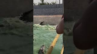 This Duck have better diving skill than Crocodile [upl. by Kaczer240]