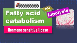 Lipolysis Fatty acid oxidation Part 2 Hormone sensitive lipase biochemistry [upl. by Suoicserp418]