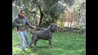 MASTINO NAPOLETANO MARCO POMPILI [upl. by Acey]