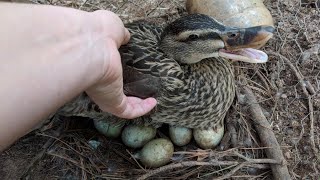 Duck Eggs Hatching  Duck Harvesting Eggs to Chicks [upl. by Yenffad]