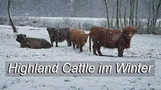 Kühlenberg bei Jettingen  Winterspaziergang zu den Highland Cattle Rindern [upl. by Animsay]