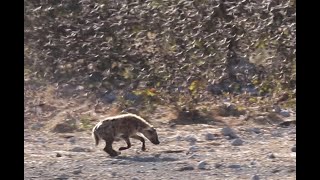 Spotted hyena hunting small birds [upl. by Yllod]