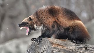 Wolverines are a whole other MOOD  Wolverine vs Honey Badger who would win [upl. by Aierdna]