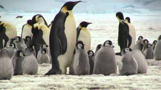 Emperor Penguins Snow Hill Island Antarctica Oct 2010 PART  1 Uploaded [upl. by Grindlay]