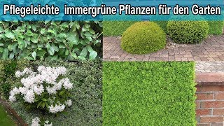 Immergrüne Hecken Pflanzen für den Garten  Winterharte grüne Hecke Sichtschutz Pflanze [upl. by Memory582]