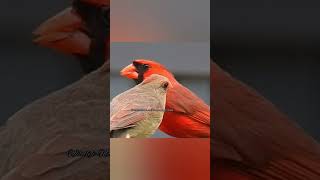 Loving cardinals feeding together algreen letsstaytogether [upl. by Yditsahc]