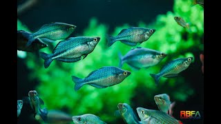 Rainbow Fish  Melanotaenia Lacustris  Cá Cầu Vồng Xanh Indo [upl. by Nahama]