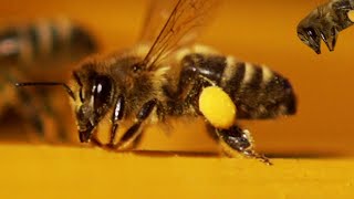 Honey bees in MACRO 2000fps slow motion [upl. by Ardnac]