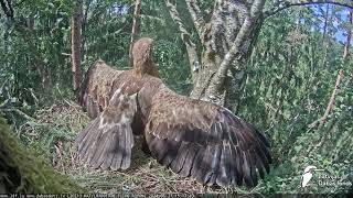 Mazais ērglis Clanga pomarina ligzda bērzā LDF tiešraide Laila and Uldis 62724 [upl. by Leno]