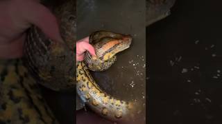 I yoinked a huge anaconda crazysnakeanacondawildlifeyoutubeshortsnatureanimalsviralvideo [upl. by Alcock]