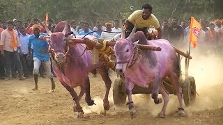 Muthugaon bulls powerful running in Tergaon race [upl. by Cela232]