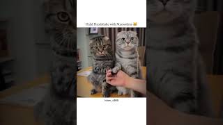 Halal Handshake with Meowslims 😹 islamicvideo islamicshorts [upl. by Ylhsa]