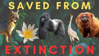 5 Species SAVED from EXTINCTION Part 3 [upl. by Troth]