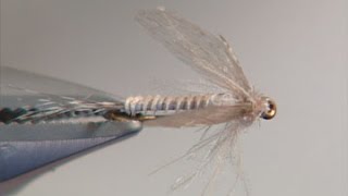 Loop Dubbed Emerger fly tying instruction by Shane Stalcup [upl. by Aibar349]