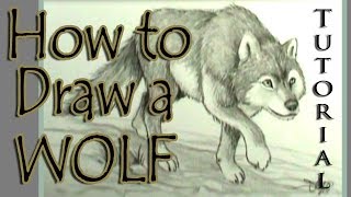 How to draw a wolf [upl. by Nieberg]