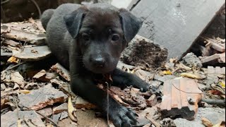 He cried and was hungry for days in the scary abandoned house Puppy lost their family forever [upl. by Adnauqaj]