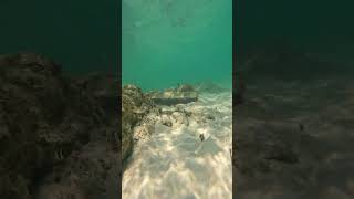 Cancún Bajo el Agua Underwater View [upl. by Beall]