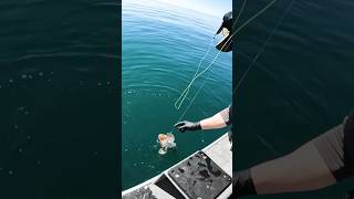 Lingcod Fishing in Washington 🎣 pnw fishing [upl. by Ahsaetal]