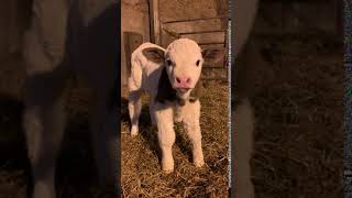 Simmental Bull Calf [upl. by Tenaej462]