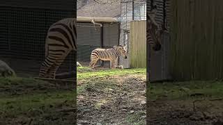 Zebra at National Zoo [upl. by Dorison]