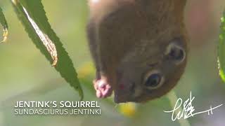 MY BORNEO BIRD DIARY OFF TOPIC EP19 JENTINKS SQUIRREL EATING FAVOURITE FRUITS OF BARBET [upl. by Orgell402]