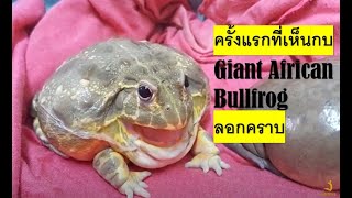 กบ Giant African Bullfrog ลอกคราบ [upl. by Ellinger43]