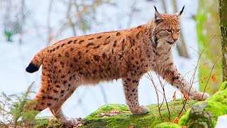 Lince  Som do Lince [upl. by Divad]