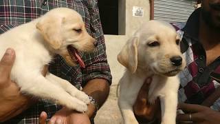 Galiff Street Pet Market Labrador  LARGEST MARKET  SHYAMBAZAR  KOLKATA [upl. by Dario]