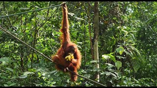 MALAISIE  Les orangs outans de Bornéo By Dépasser les bornes [upl. by Aisak783]