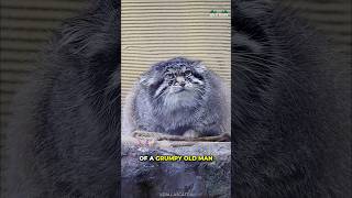 Pallas Cat  The Grumpiest Cat [upl. by Knuth]